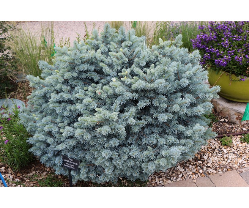 St. Mary's Blue Spruce